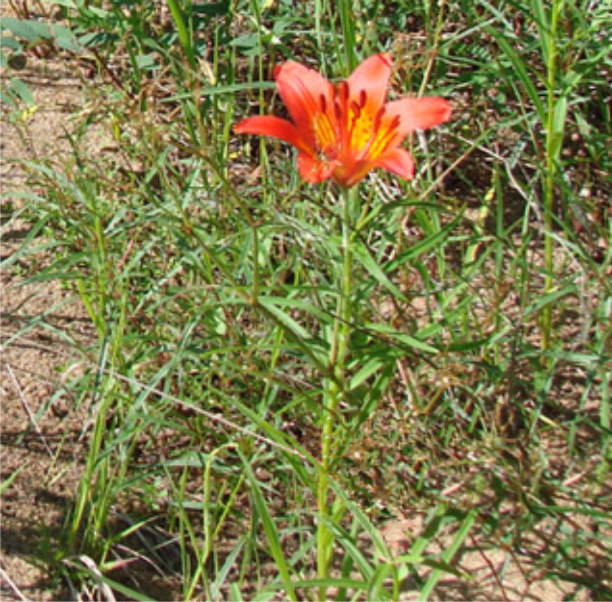 Каталог — Лилия даурская (Lilium dauricum) купить саженцы, семена и луковицы